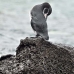 penguin_galapagos_bar_v_0288_ecu1495.jpg